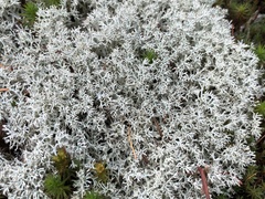 Cladonia arbuscula mitis