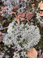 Cladonia arbuscula mitis