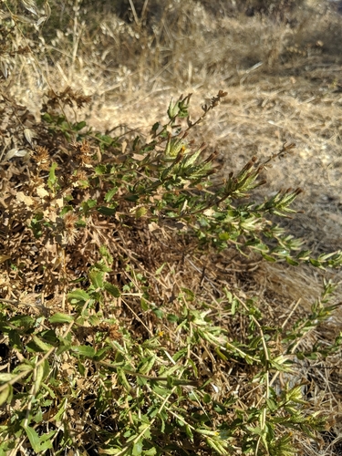 Image of Hazardia stenolepis by no rights reserved