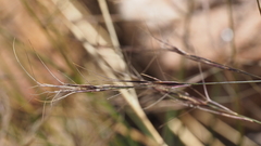 Aristida ternipes gentilis