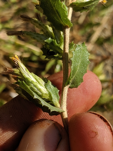 Image of Hazardia stenolepis by no rights reserved