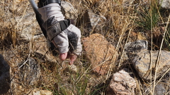 Aristida ternipes gentilis
