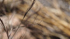 Aristida ternipes gentilis