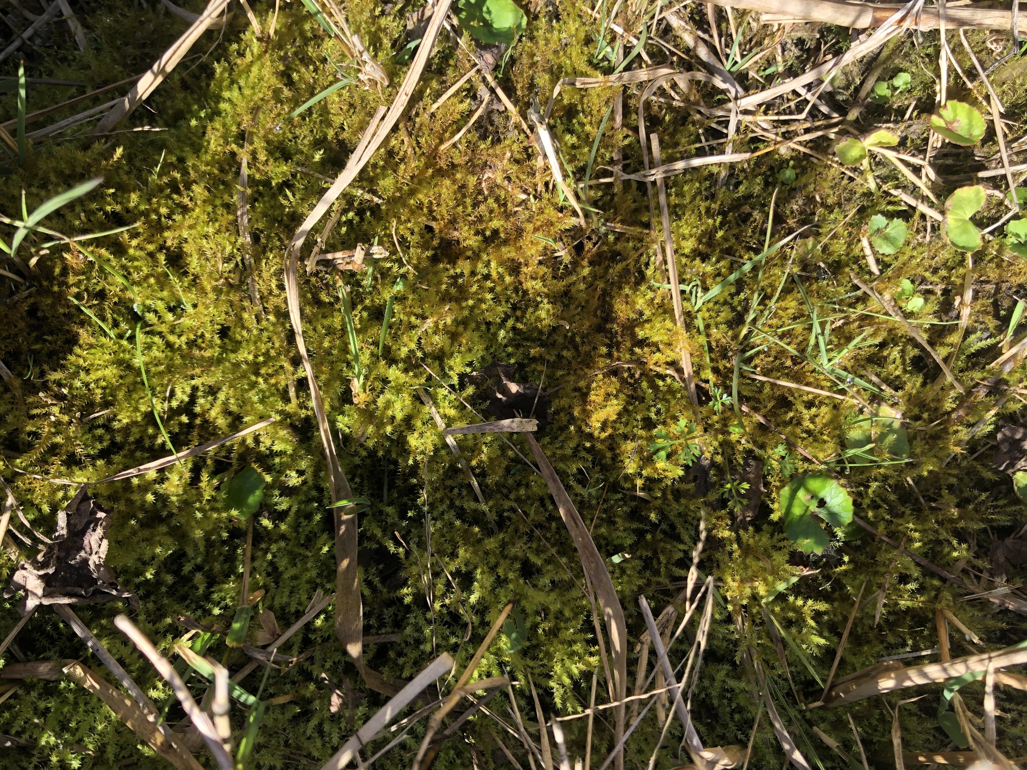 Hygroamblystegium varium