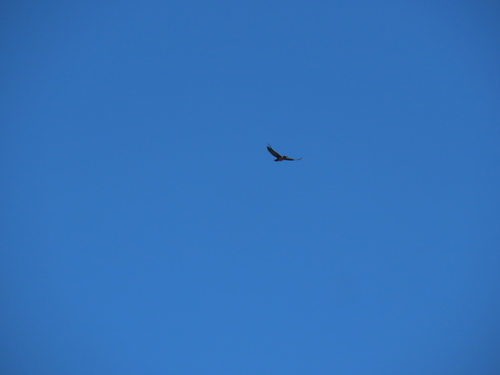iNaturalist observation 2025-08-15