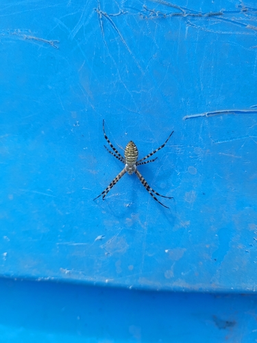 Banded Garden Spider