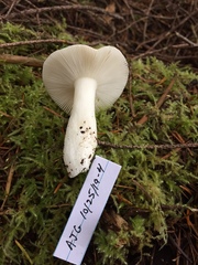 Russula bicolor
