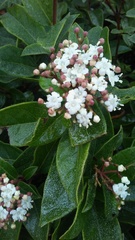 Viburnum tinus