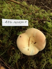 Russula bicolor