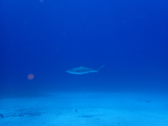 Caribbean Reef Shark