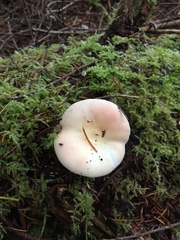 Russula bicolor