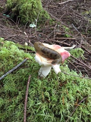 Russula bicolor