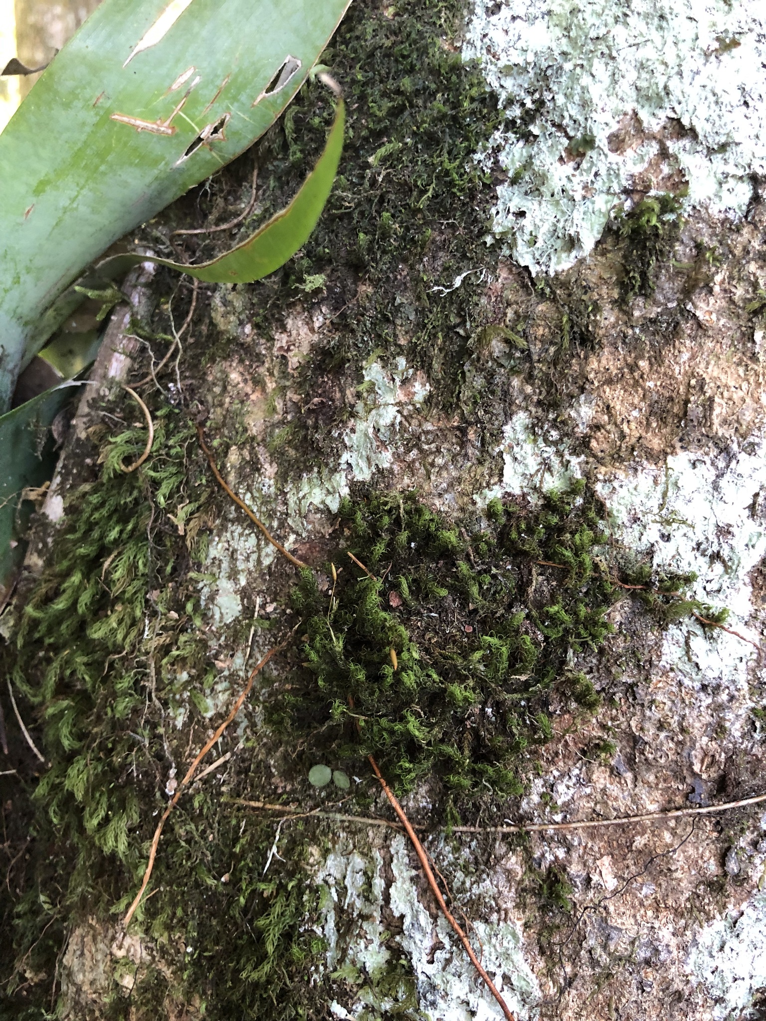 Pyrrhobryum spiniforme