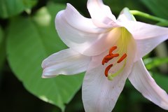 Lilium japonicum