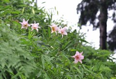 Lilium japonicum