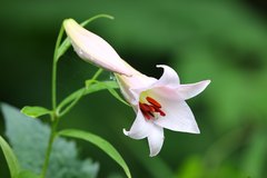 Lilium japonicum