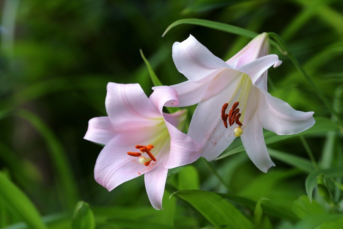 Bamboo Lily (Lilium japonicum) · iNaturalist