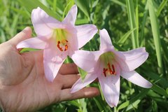 Lilium japonicum