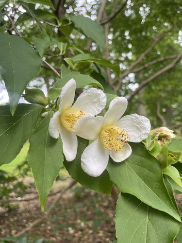 Stewartia acutisepala