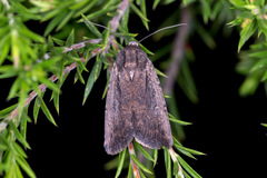 Proteuxoa nyctereutica