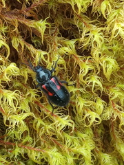 Astylus aulicus