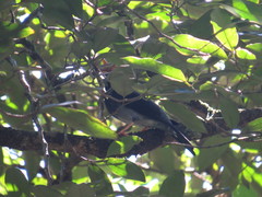 Turdus flavipes