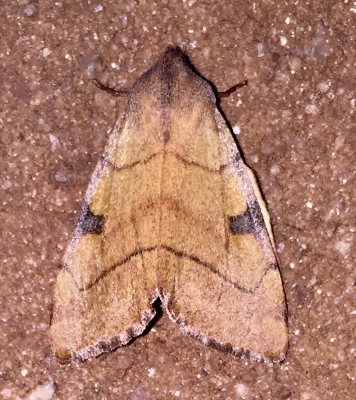 Bent-lined Dart