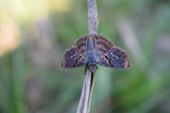 Chiomara mithrax