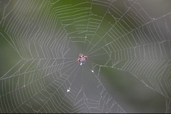 Gasteracantha cancriformis