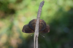Chiomara mithrax