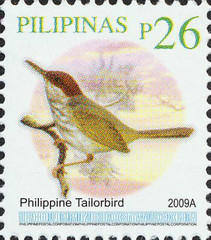 Philippine Tailorbird photo 3