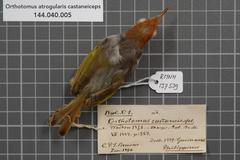 Philippine Tailorbird photo 4