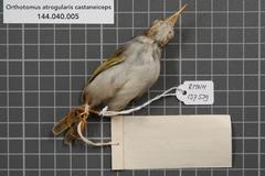 Philippine Tailorbird photo 5