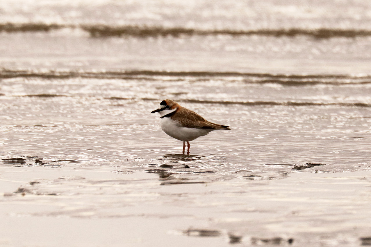Collared Plover (Anarhynchus collaris)