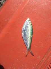 Opisthonema oglinum