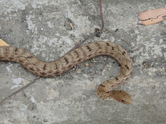 Elaphe carinata