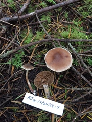 Cortinarius comptulus