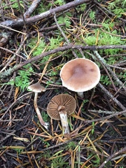 Cortinarius comptulus