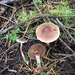 Cortinarius comptulus - Photo (c) Ann Goddard, some rights reserved (CC BY-NC), uploaded by Ann Goddard
