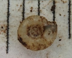 Helicodiscus