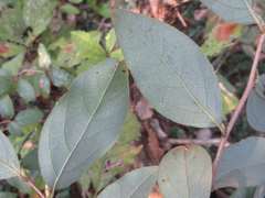 Lindera glauca