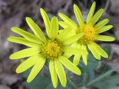 Chrysanthemum indicum