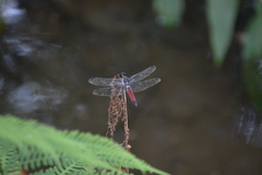 Libellula herculea