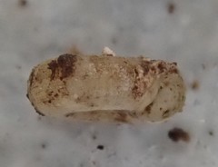 Helicodiscus