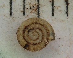 Helicodiscus