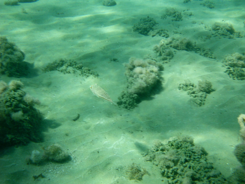 Torquigener flavimaculosus