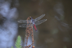 Libellula herculea