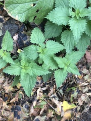 Urtica dioica dioica