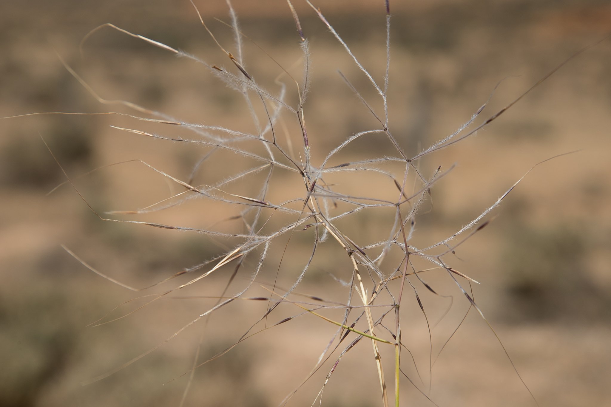 Austrostipa elegantissima