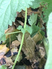 Urtica dioica dioica